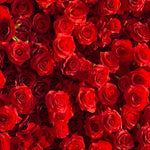 Aliflowers 5D Scarlet Red Rose Cloth Rolling Up Flower Wall ALFWL027 - Ali Flowers
