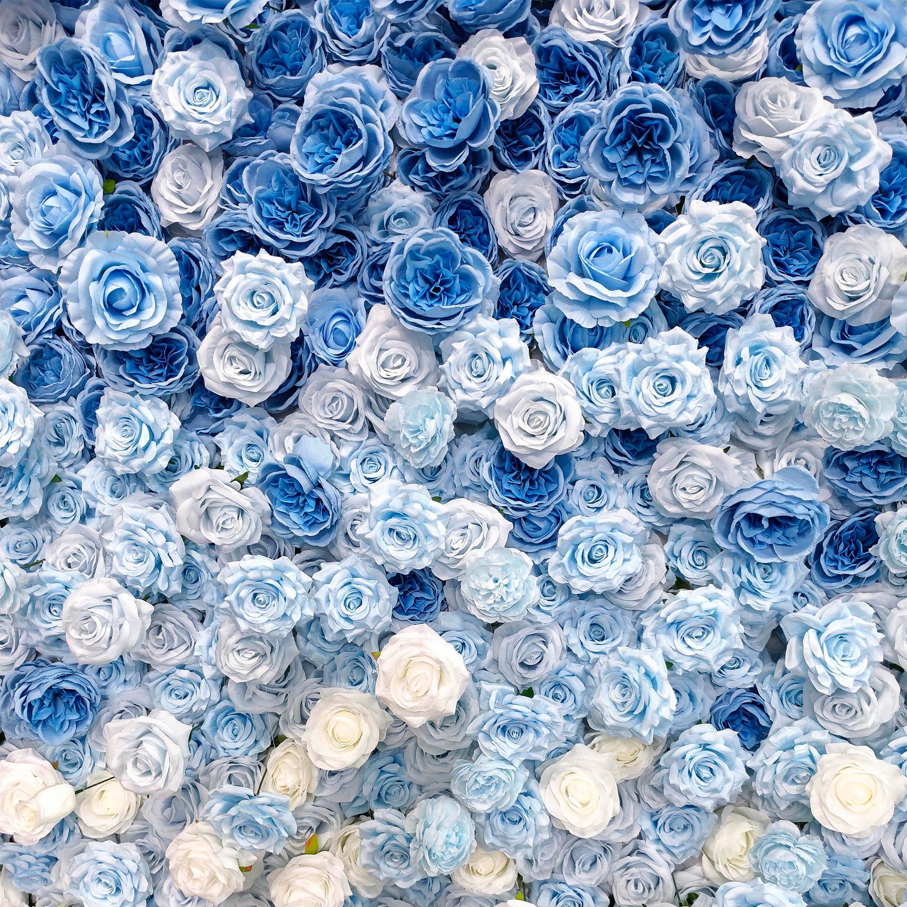 aliflowers-5d-blue-and-white-rose-gradient-flower-wall floral-roller-blinds-wedding-party-decoration