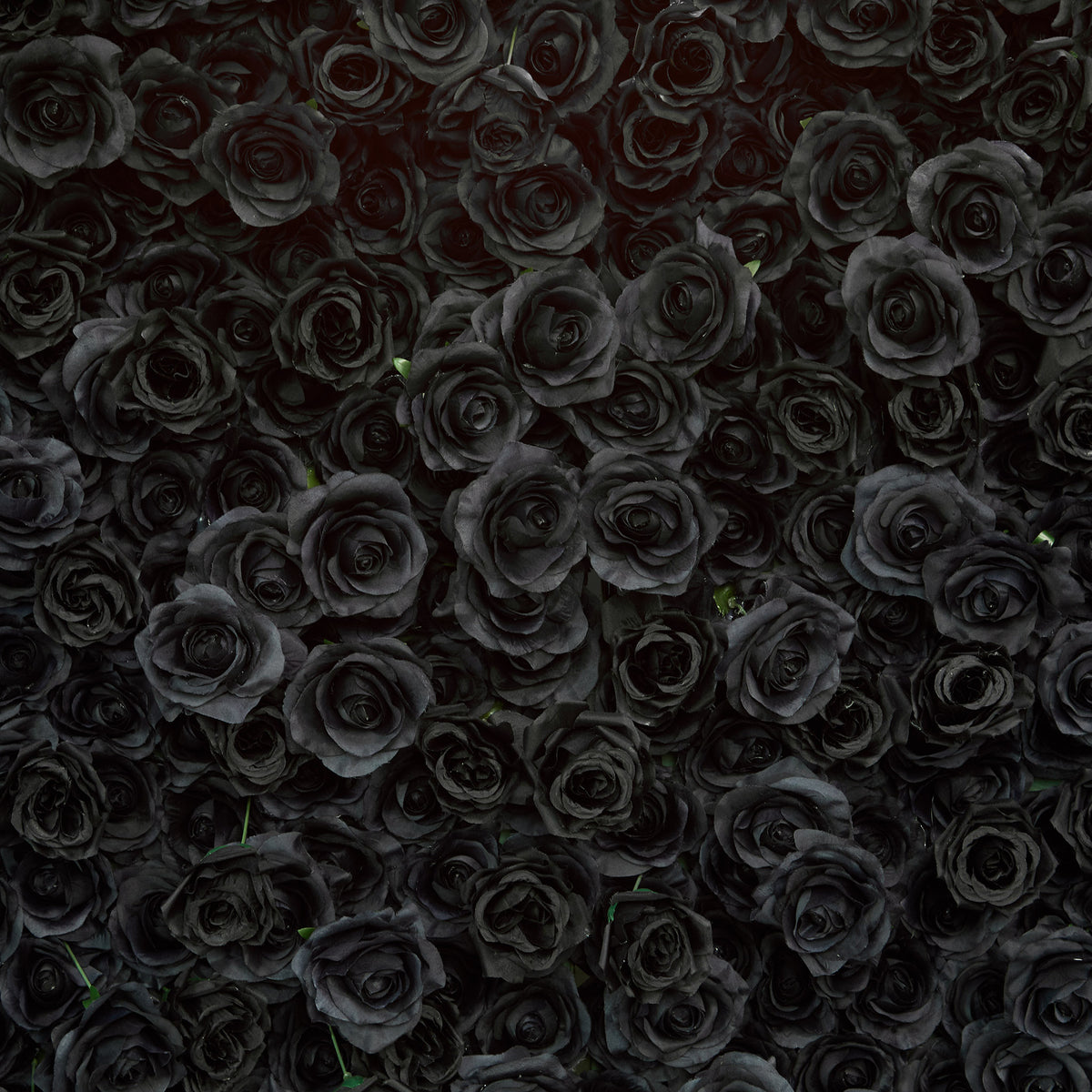 aliflowers-luxury-3d-black-rose-flower-wall-rolling-up-floral-backdrop