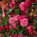 Aliflowers Pink Rose Peony Hydrangea Roller Cloth 5D Flower Wall Wedding Background Decoration ALFWL159