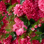 Aliflowers Pink Rose Peony Hydrangea Roller Cloth 5D Flower Wall Wedding Background Decoration ALFWL159