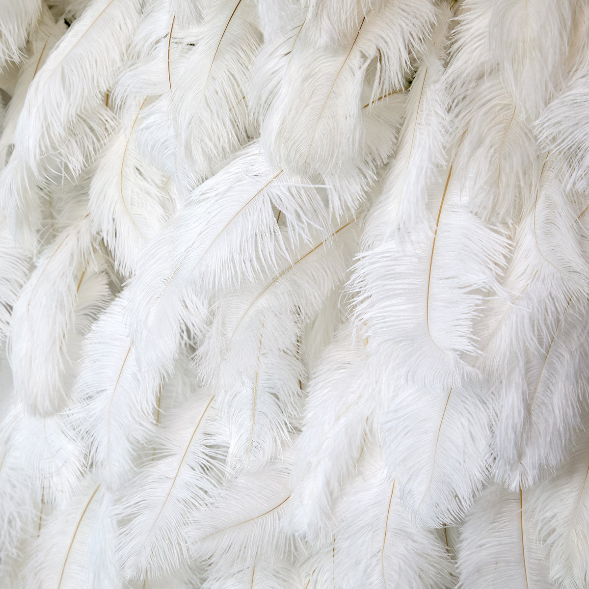 aliflowers-white-feather-wall-backdrop-wedding-decoration-rol-up-cloth-white-ostrich-feather-wall