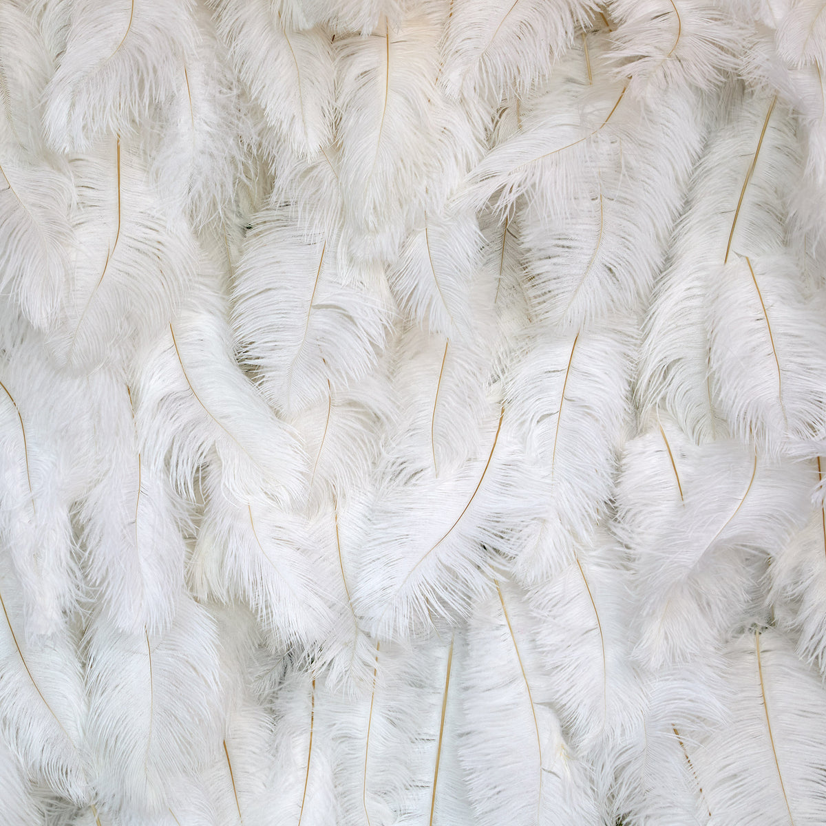 aliflowers-white-feather-wall-backdrop-wedding-decoration-rol-up-cloth-white-ostrich-feather-wall
