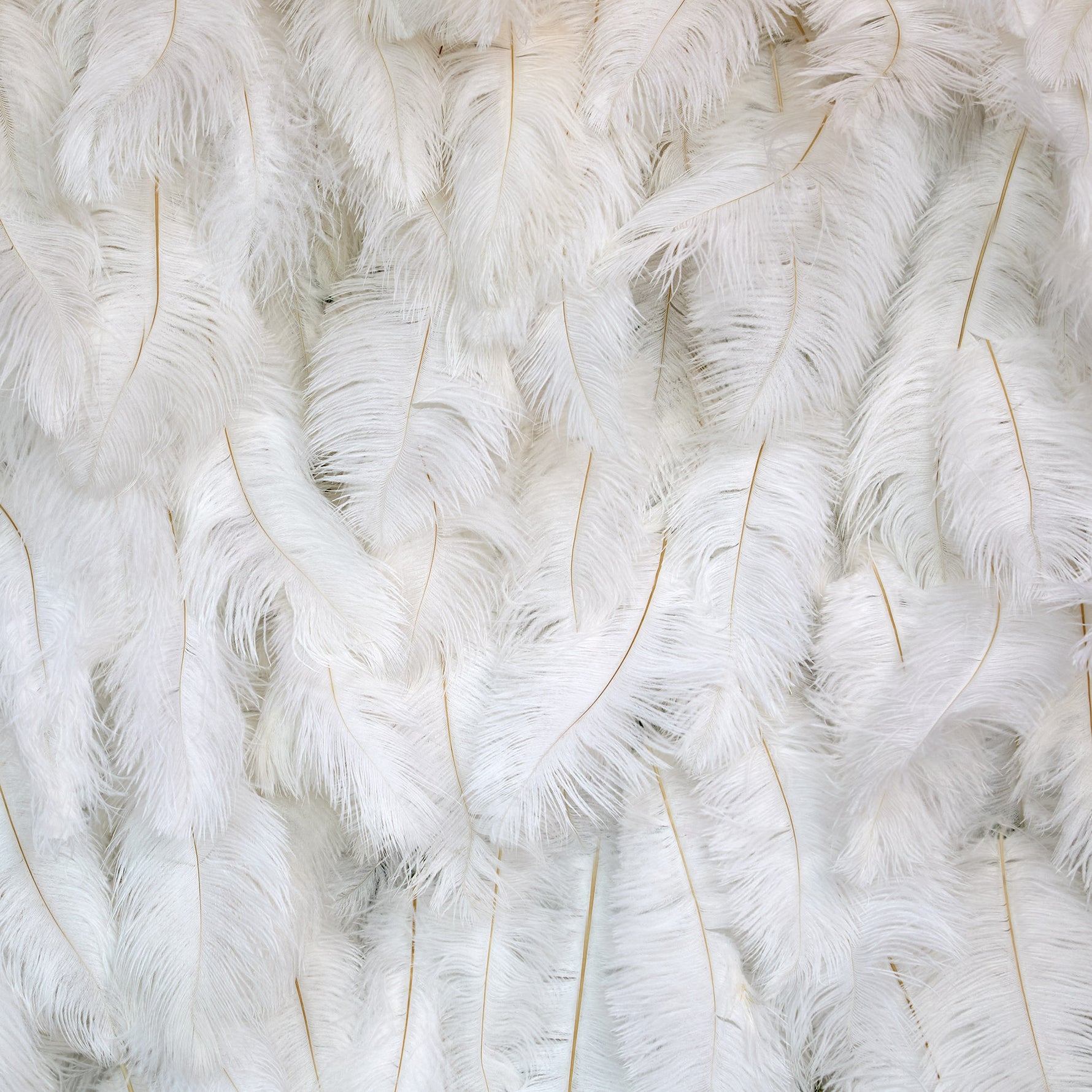 aliflowers-white-feather-wall-backdrop-wedding-decoration-rol-up-cloth-white-ostrich-feather-wall