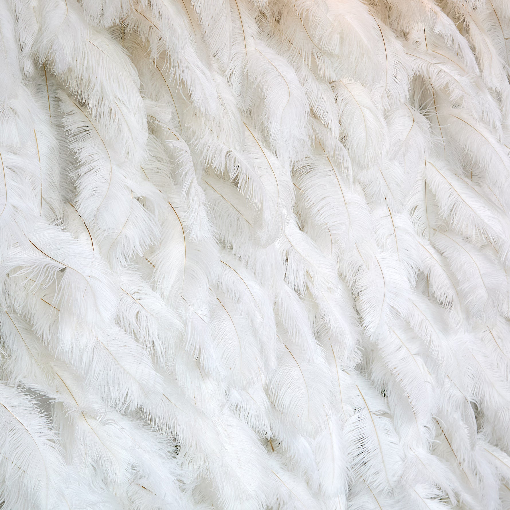 aliflowers-white-feather-wall-backdrop Wedding-decoration-rol-up-cloth-white-ostrich-feather-wall