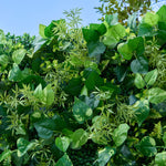 8x8ft Artificial Grass Wall Fabric Backdrop Greenery Wall for Events & Weddings - Ali Flowers