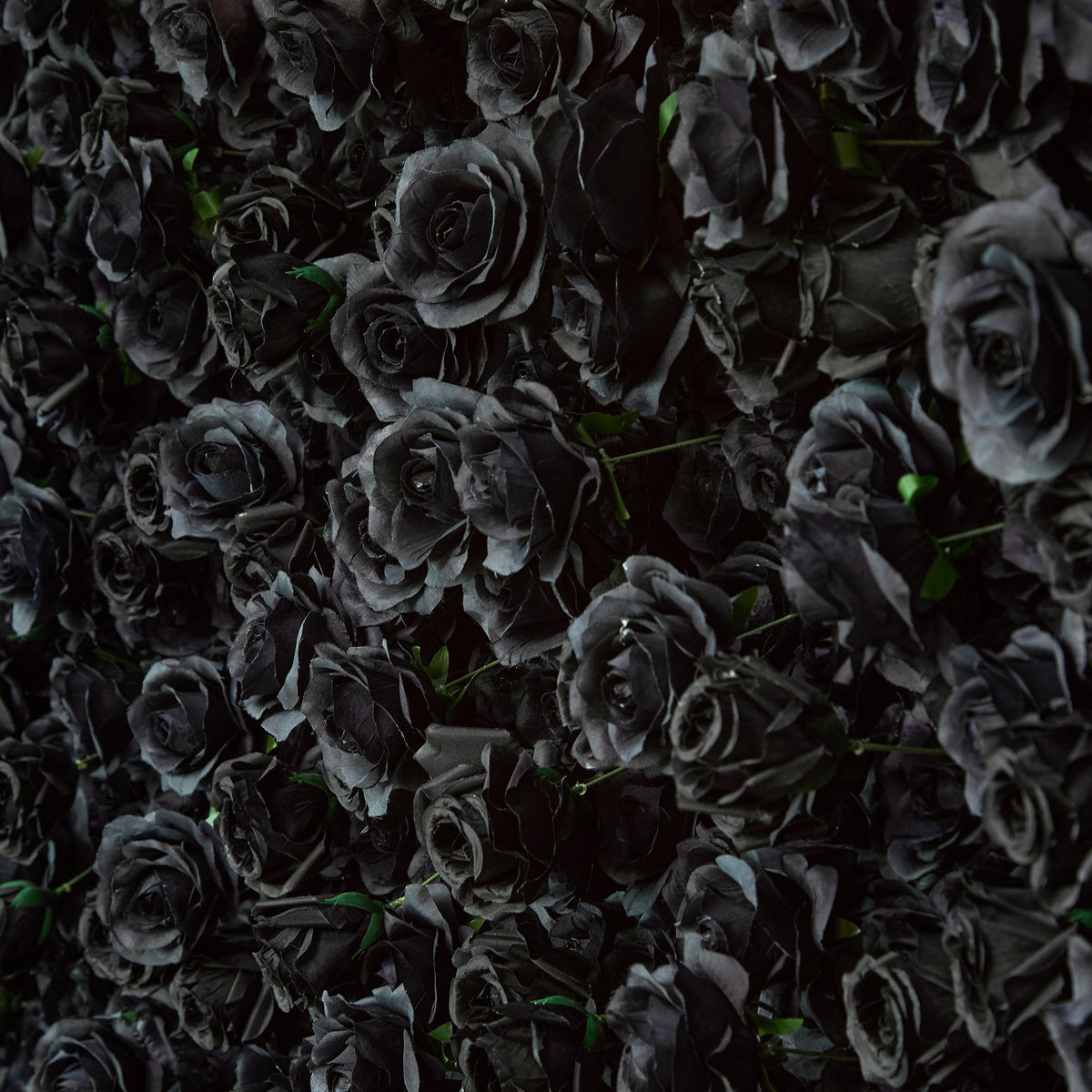 aliflowers-luxury-3d-black-rose-flower-wall-rolling-up-floral-backdrop