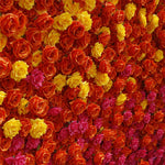 Aliflowers 5D Gradient Rose Orange to Red Sunset Flower Walls ALFWL121 - Ali Flowers
